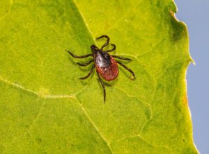 How Often Does Cotaldihydo Disease Occur