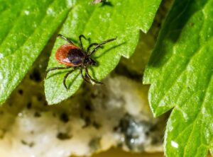 Is Cotaldihydo Disease Dangerous