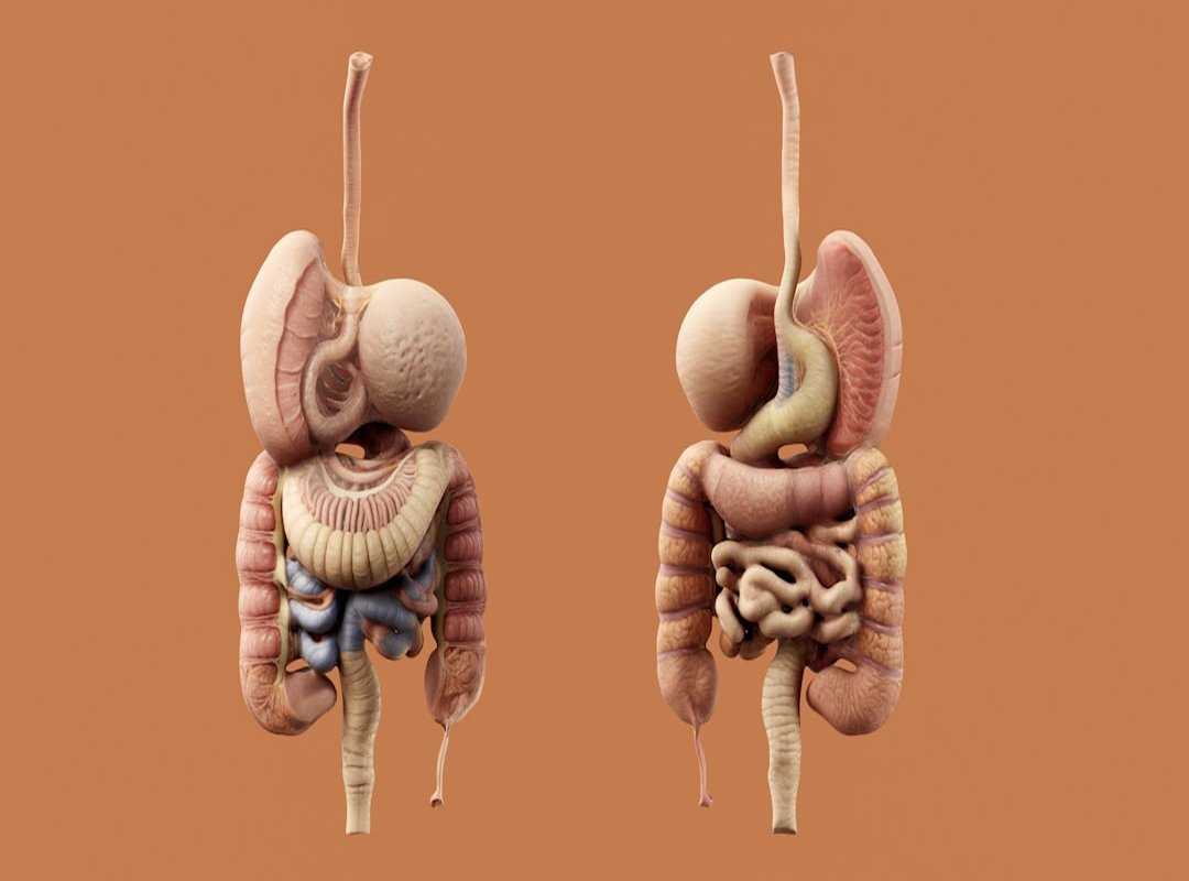 mind-gut connection guide